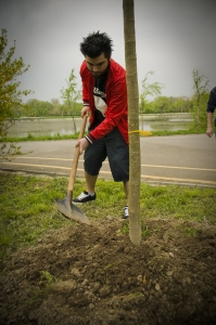 Octavian Fulger (wasd.ro)  a plantat un platan în Parcul Tineretului cu ocazia evenimentului GreenASUS (22.04.2010)