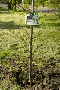 Eticheta GreenASUS pentru copacii plantati in Parcul Tineretului